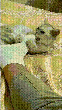 猫：时间长了，竟迷恋上了这种酸臭的味道