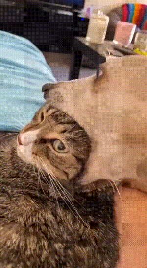 ​狗子一般是怎么吸猫的